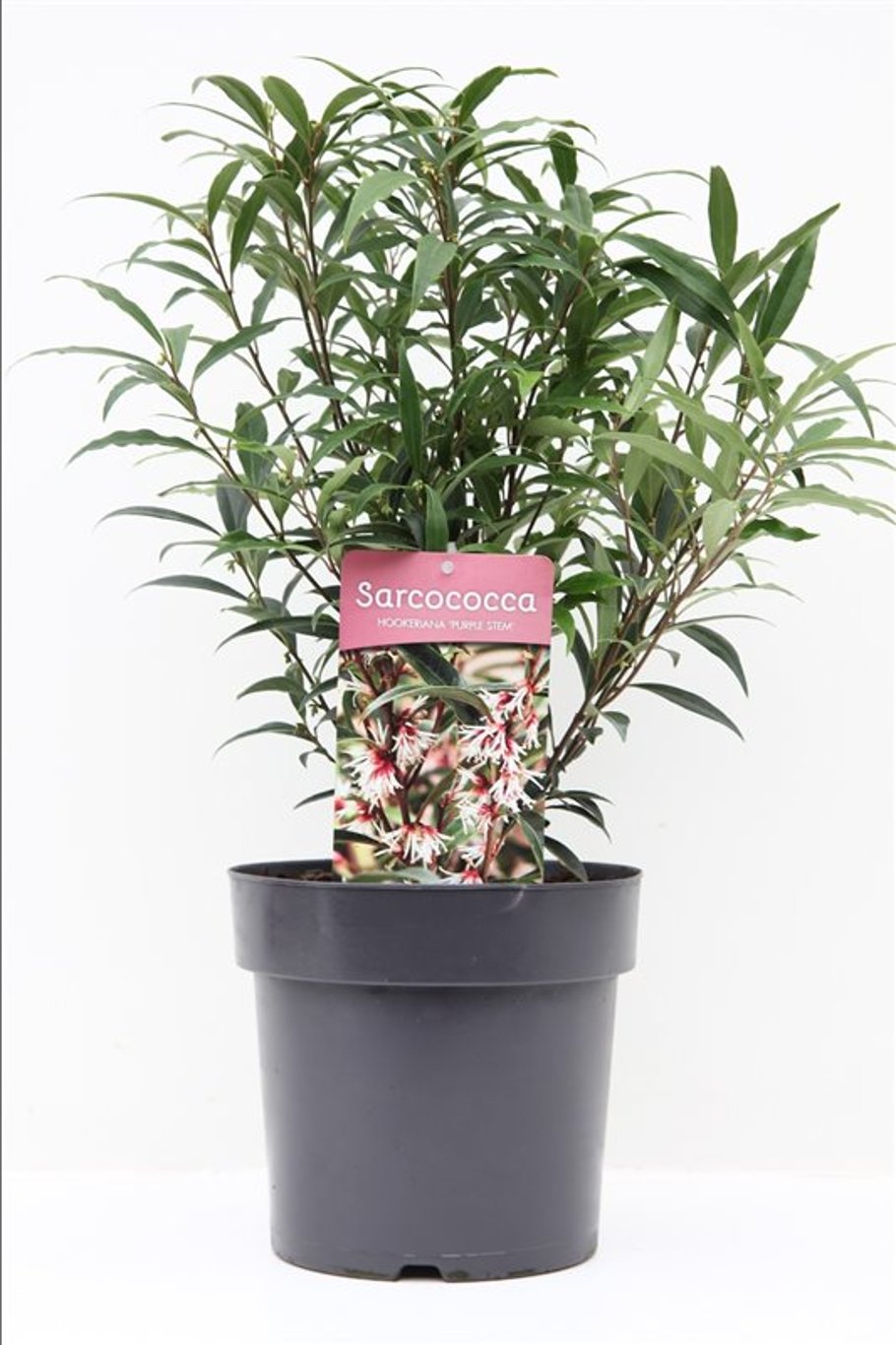 Sarcococca h. 'Purple Stem' - C4 30-40 CM